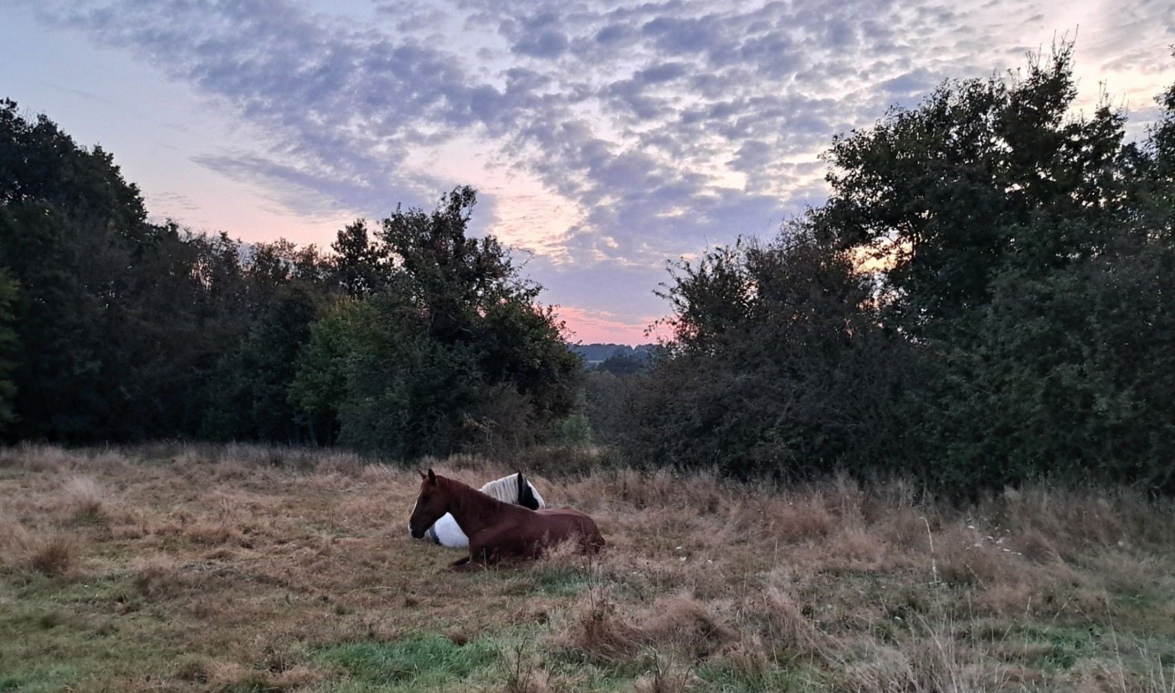 Chevaux au repos