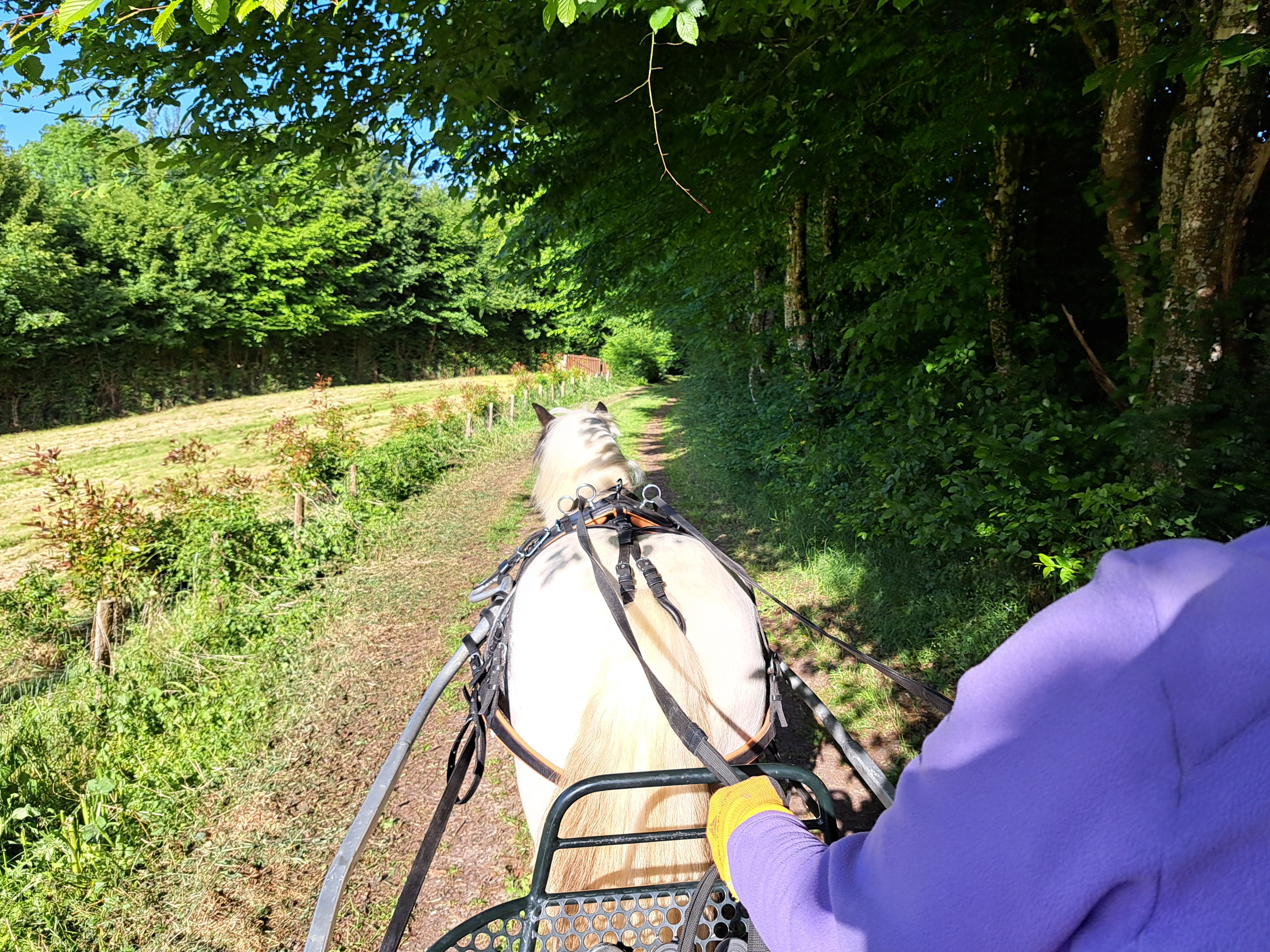 Attelage avec poney sur chemin