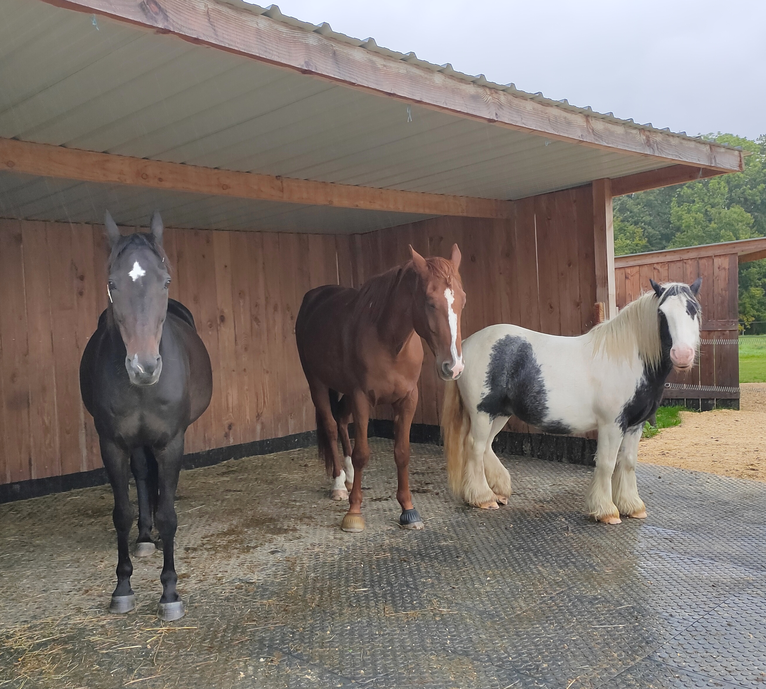 Abris pour chevaux