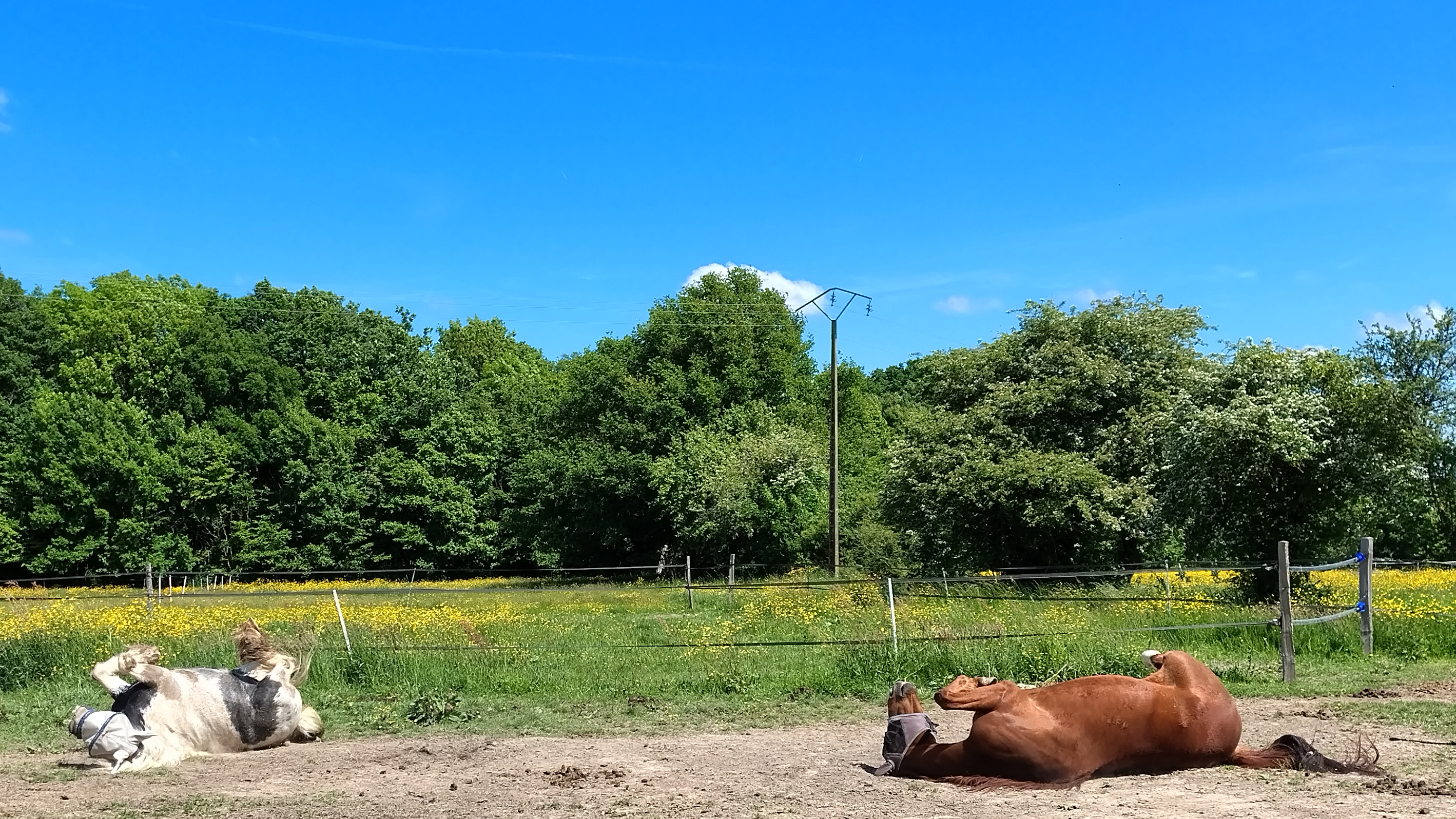 Chevaux qui se roulent